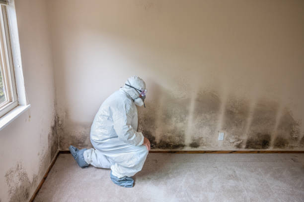 Advanced Mold Detection and Remediation Services